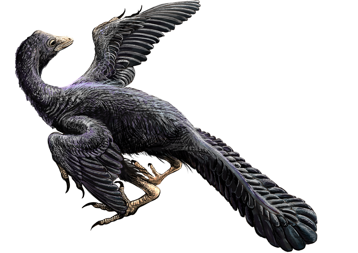 Archaeopteryx bird illustration showing black colour and flight wings. By DataBase Center for Life Science (DBCLS)