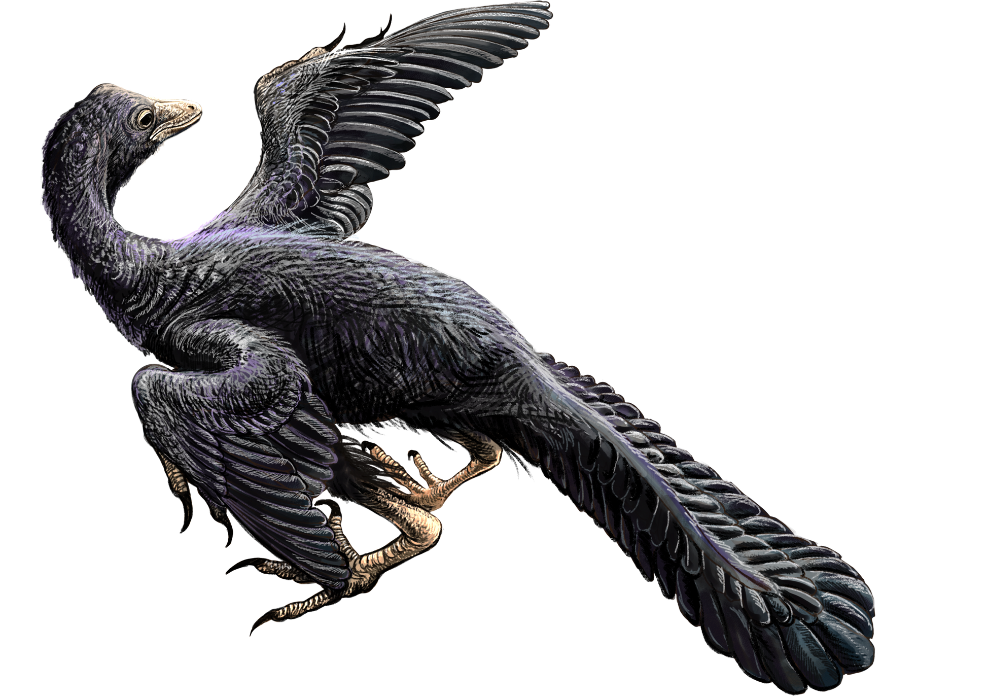 Archaeopteryx bird illustration showing black colour and flight wings. By DataBase Center for Life Science (DBCLS)
