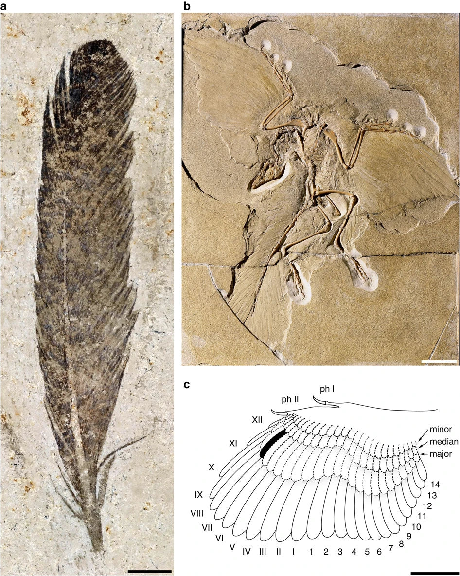 Fossilized feather of Archaeopteryx with dinosaur skeleton, detailed diagram of wing and where the feather would have been