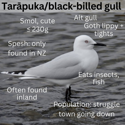 Black-billed Gull Feather Brooch | Recycled 3D Printer Waste