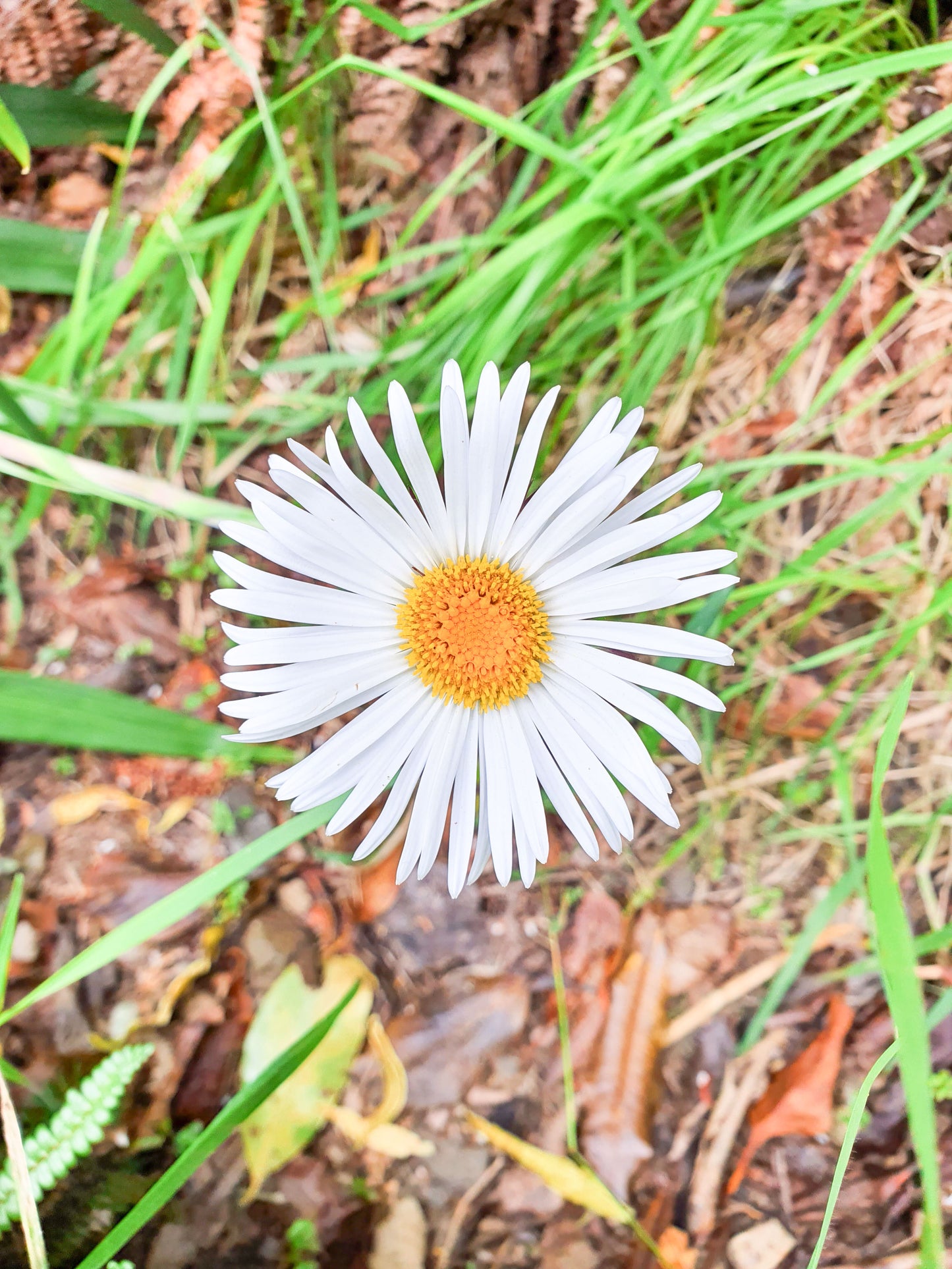 Akaroa Daisy Earrings | Salvaged Acrylic Offcuts