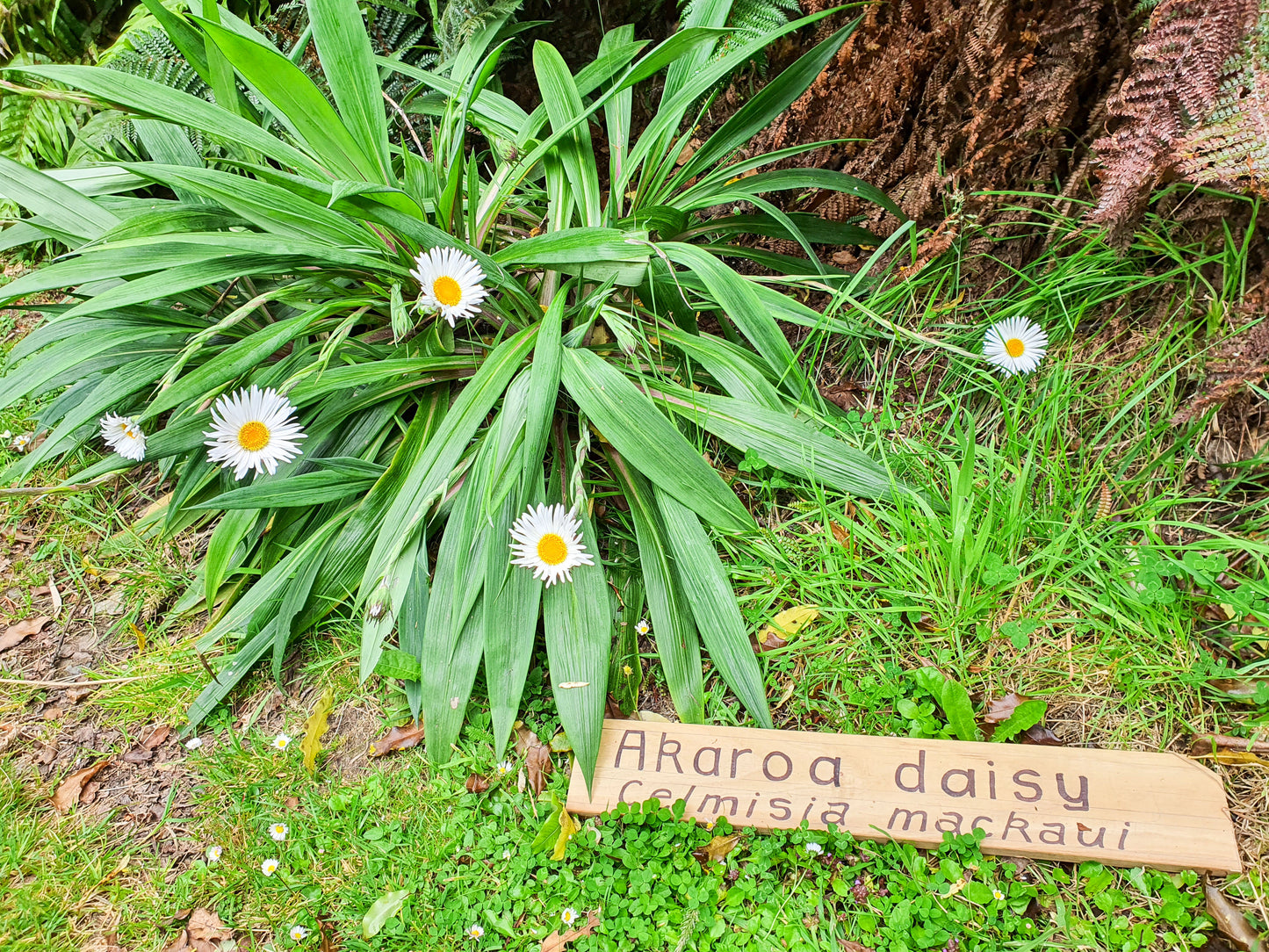 Akaroa Daisy Earrings | Salvaged Acrylic Offcuts