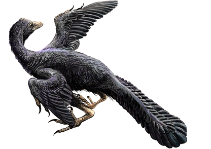 Archaeopteryx bird illustration showing black colour and flight wings. By DataBase Center for Life Science (DBCLS)