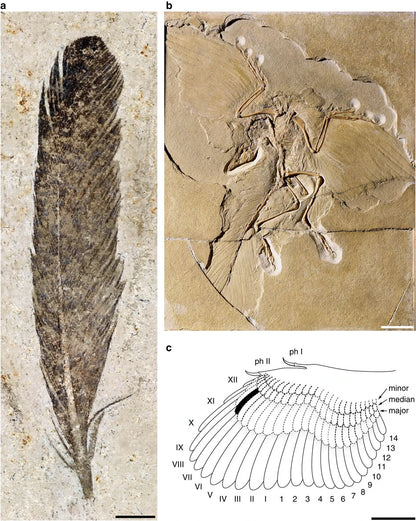 Fossilized feather of Archaeopteryx with dinosaur skeleton, detailed diagram of wing and where the feather would have been