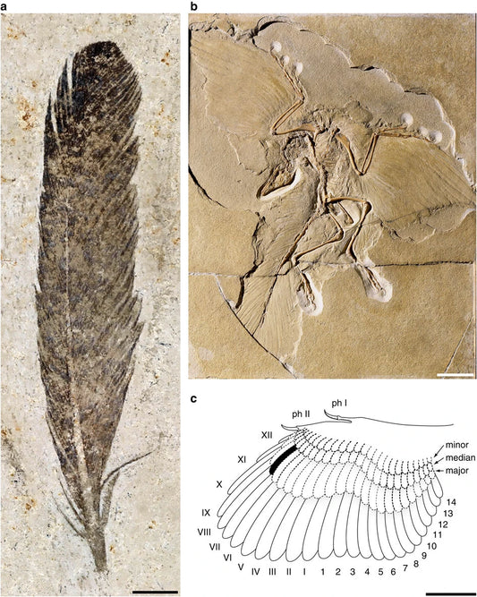 Fossilized feather of Archaeopteryx with dinosaur skeleton, detailed diagram of wing and where the feather would have been