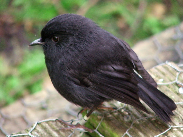 CC BY-SA 2.0
File: Black Robin on Rangatira Island.jpg
Created: 23 January 2004
Uploaded: 12 October 2010