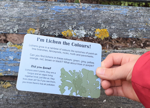 Nature Fun Card Games / Sustained Fun