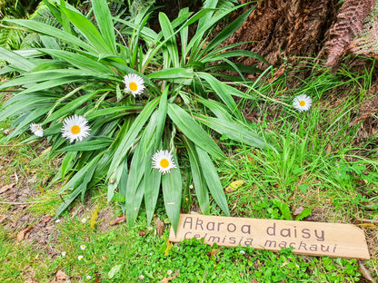 Akaroa Daisy Earrings | Salvaged Acrylic Offcuts
